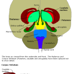 Amygdala - Wikipedia image of brain