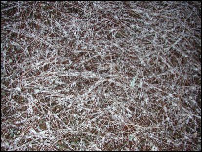 frosty pine needles