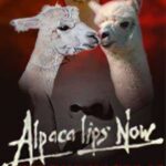 Alpaca Lips Now - An Incan Descent Film
