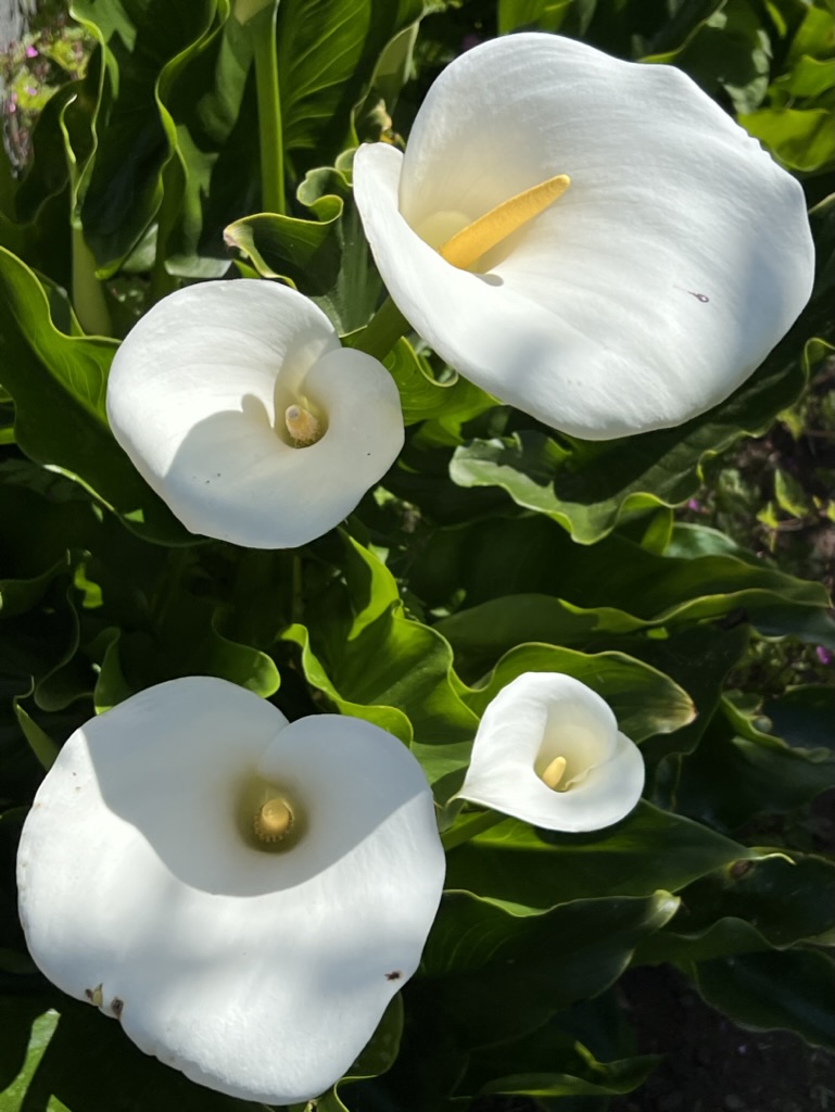 lilies, Yachats, Oregon