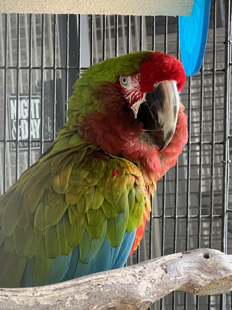 colorful parrot