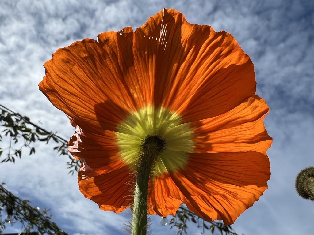 flower, looking up, Santa Barbara, California