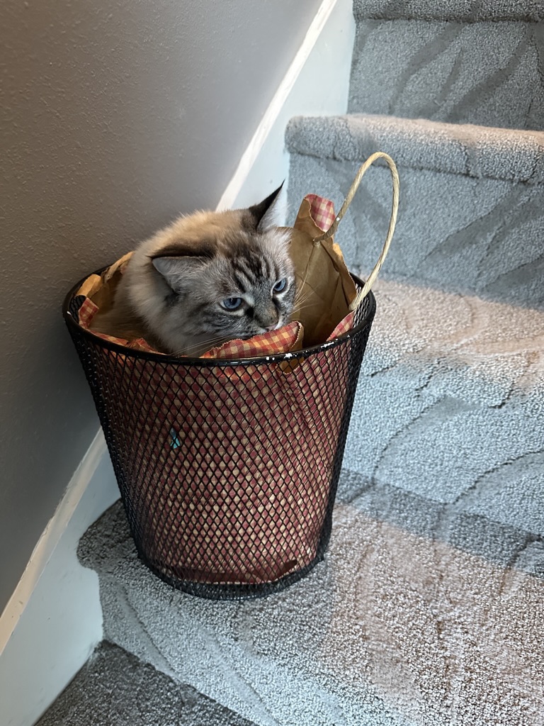 Sophie in Nancy's art studio wastebasket