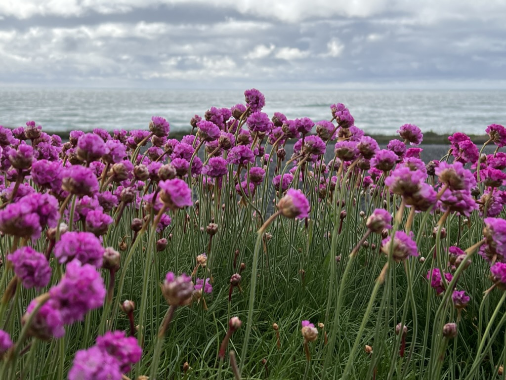 sea thrift plants, Yachats, Oregon