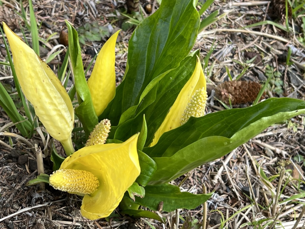 skunk cabbage, Yachats, Oregon