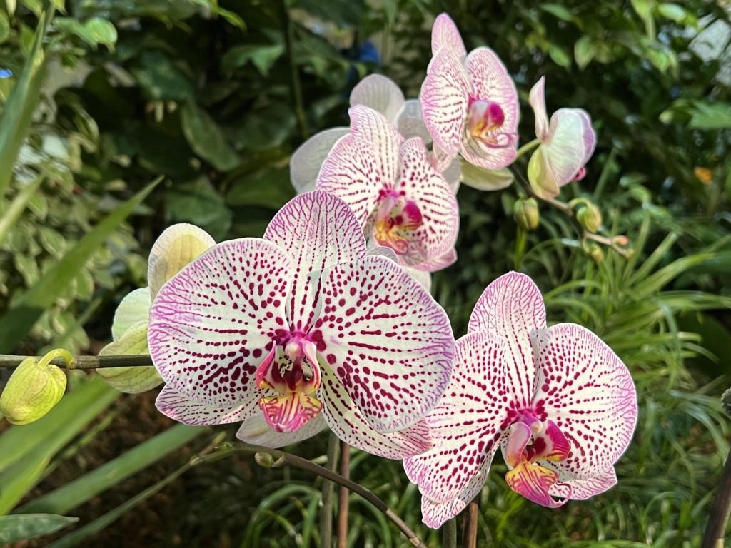 Orchid show, Santa Barbara