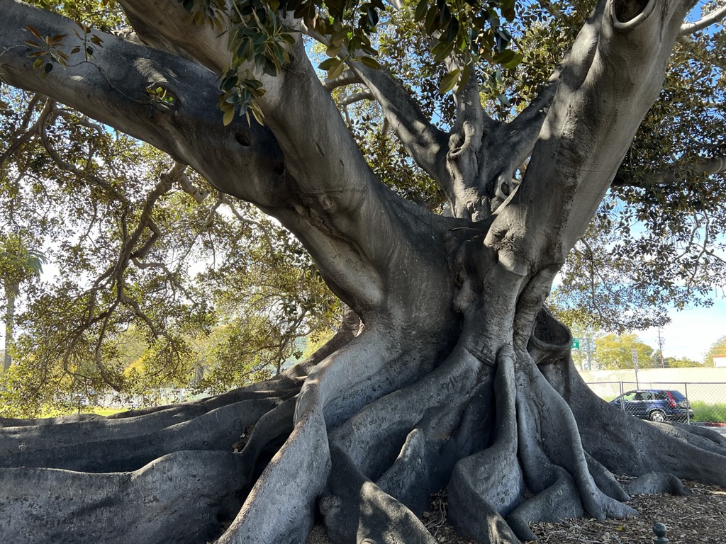 Moreton Bay Fig Tree (Santa Barbara, California)