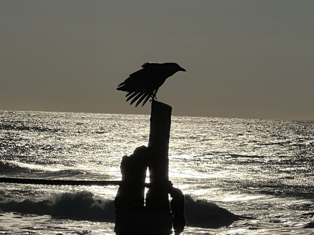 bird on post silhouetted against bright ocean