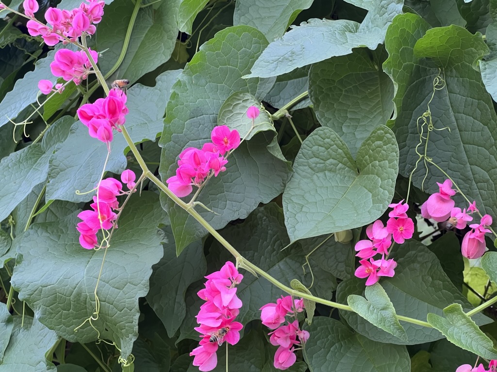 Tucson Botanical Gardens