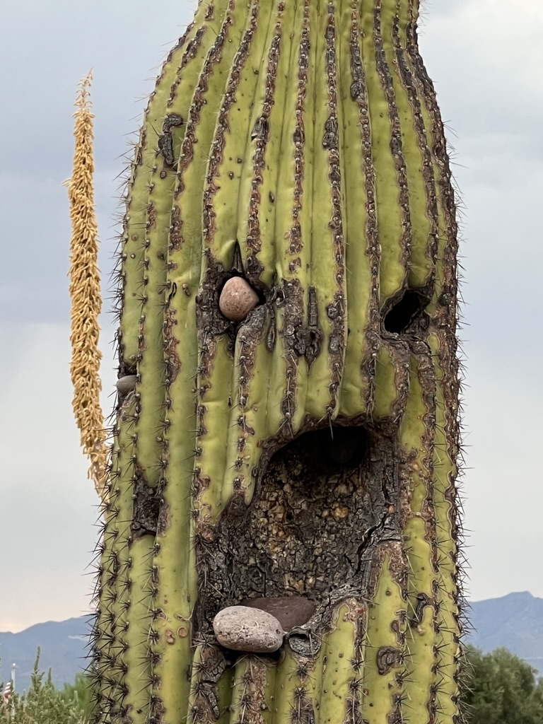 cactus face, Green Valley, Arizona