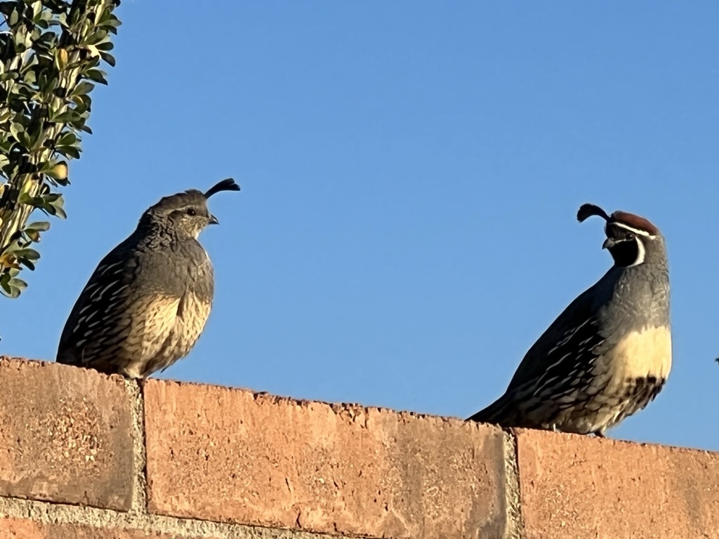 quail on wall