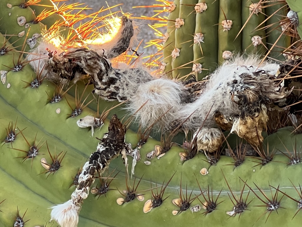 cactus detail