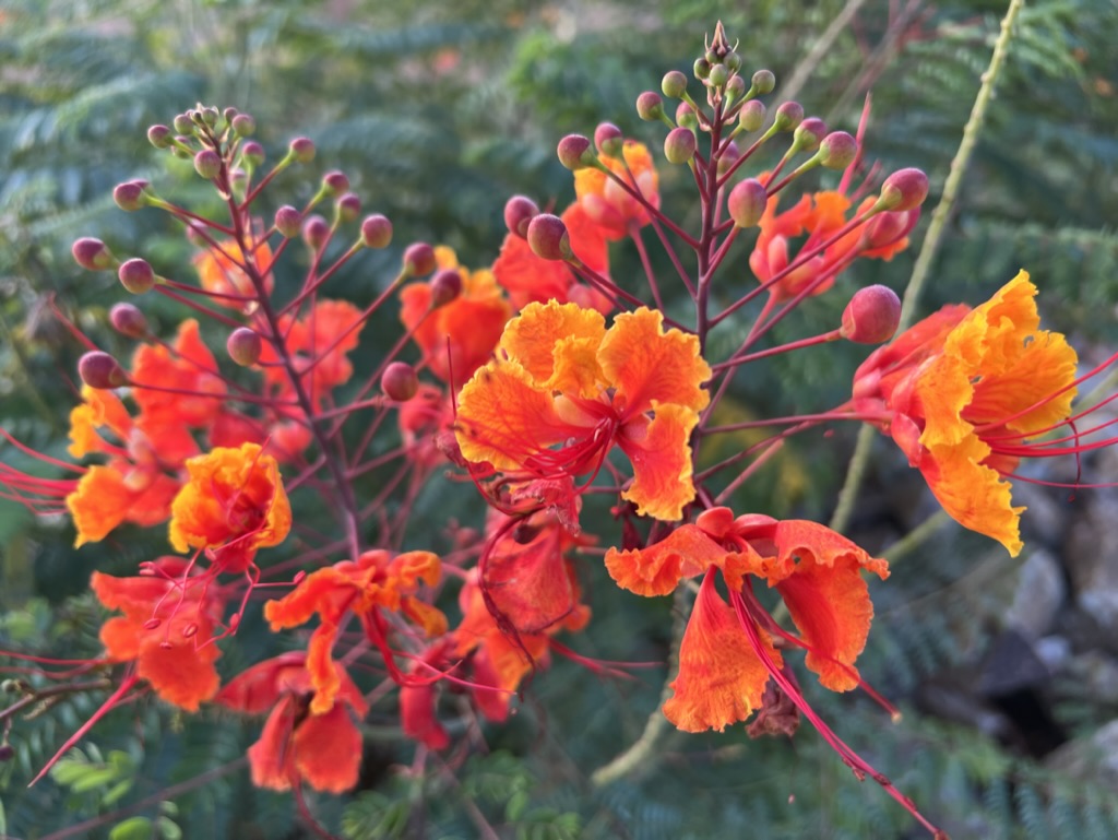 Mexican Bird of Paradise plant