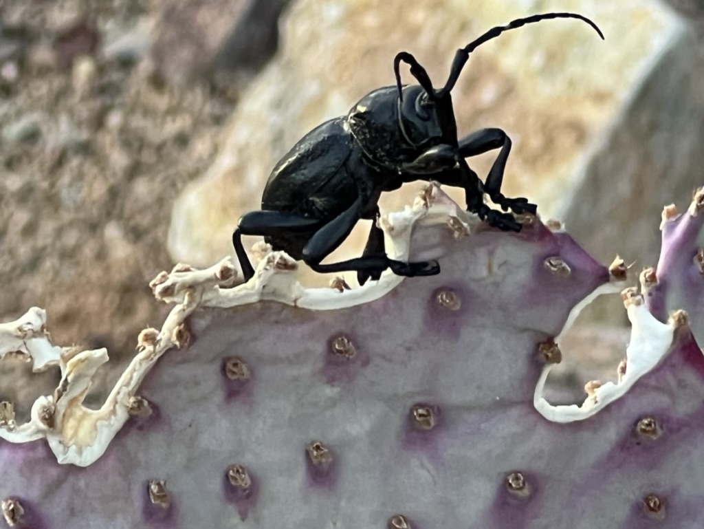 closeup of beetle chewing cactus