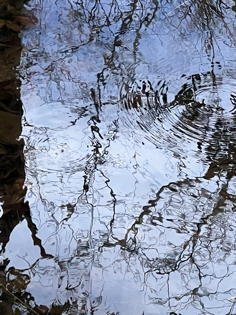 water reflections, Madera Canyon