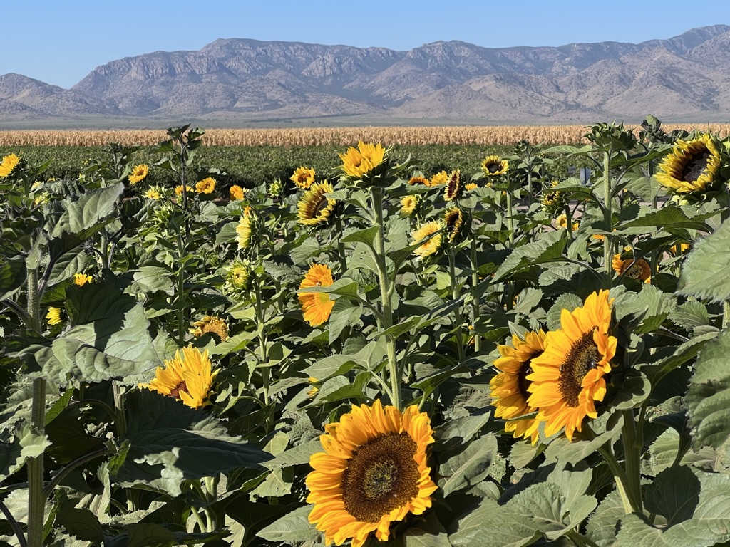 Apple Annie's: sunflowers and cornfield