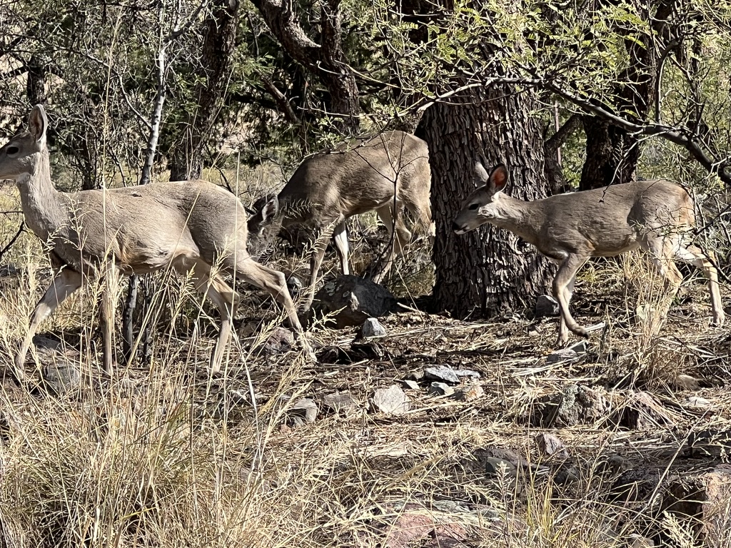 deer, Madera Canyon