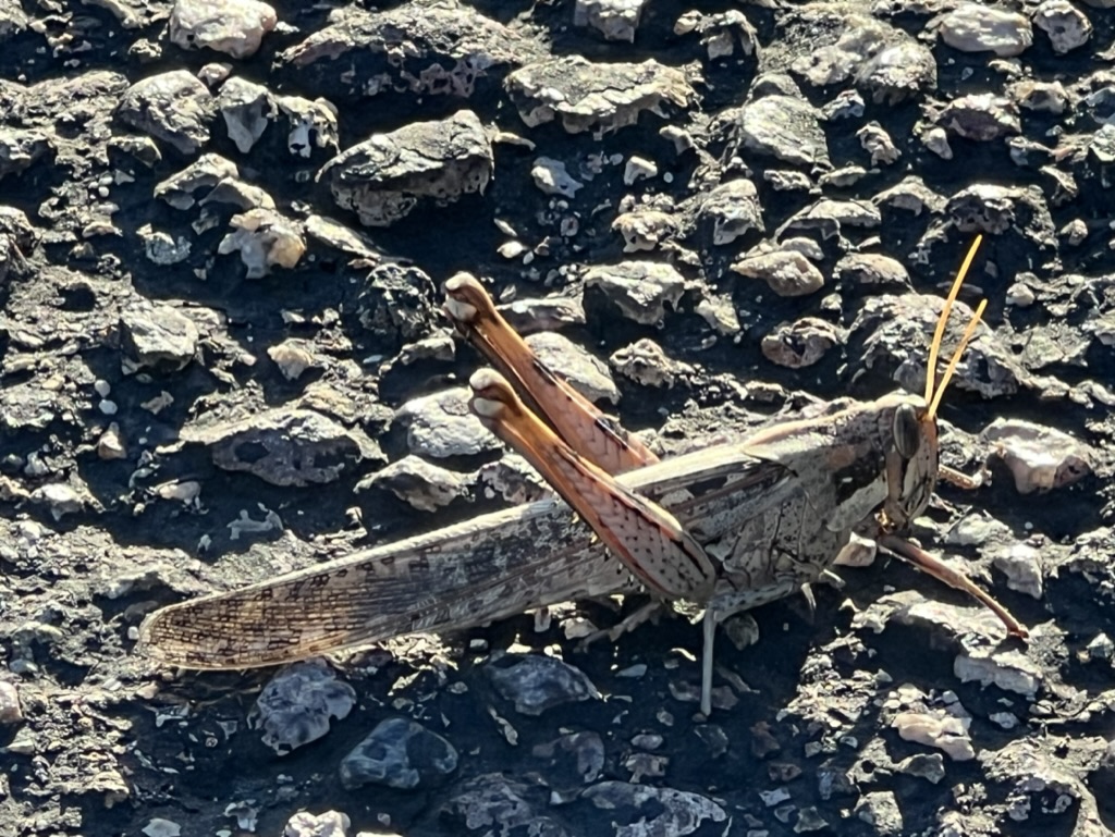 grasshopper