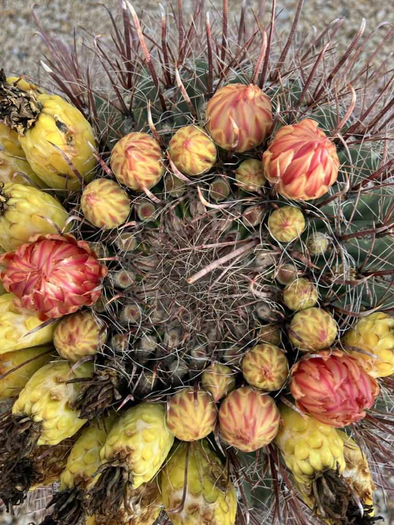 cactus blossoms