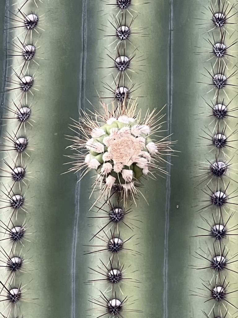 cactus blossom