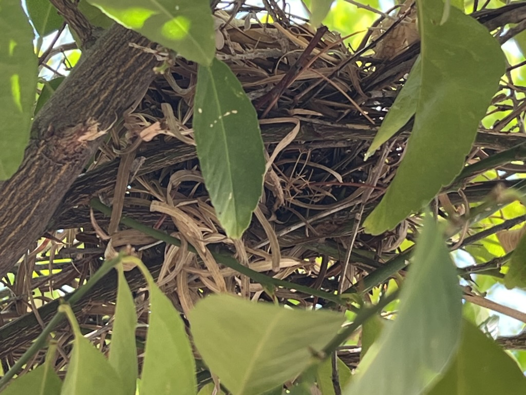 one of several bird's nests in our lemon tree