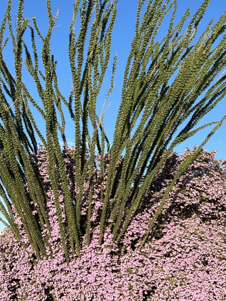 ocotillo and flowers