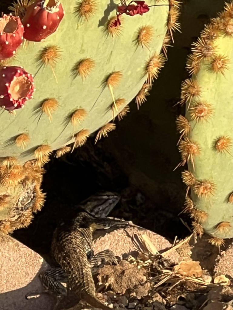 prickly pear and lizard