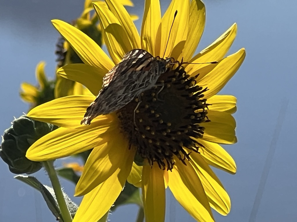 yellow flower and butterfly