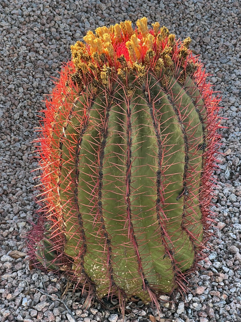 reddish cactus spines