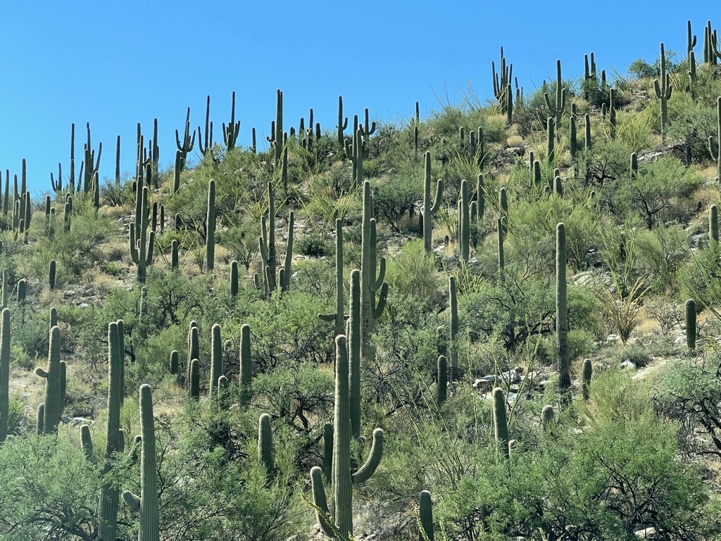 saguaro forest en route to Mount Lemmon summit