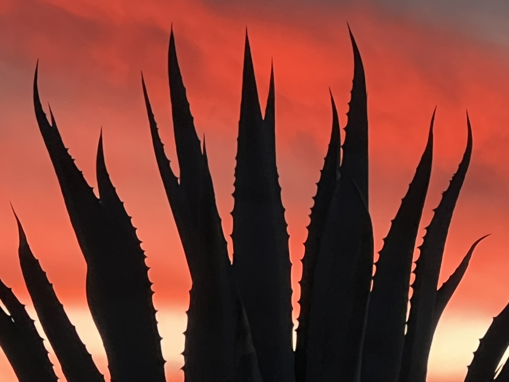 sunset succulent spikes