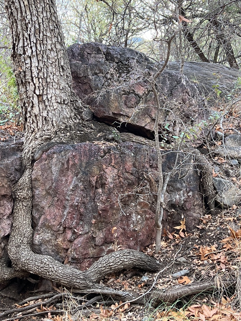 roaming roots, Madera Canyon