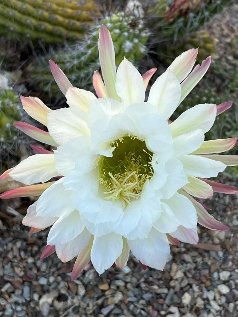 cactus blossom