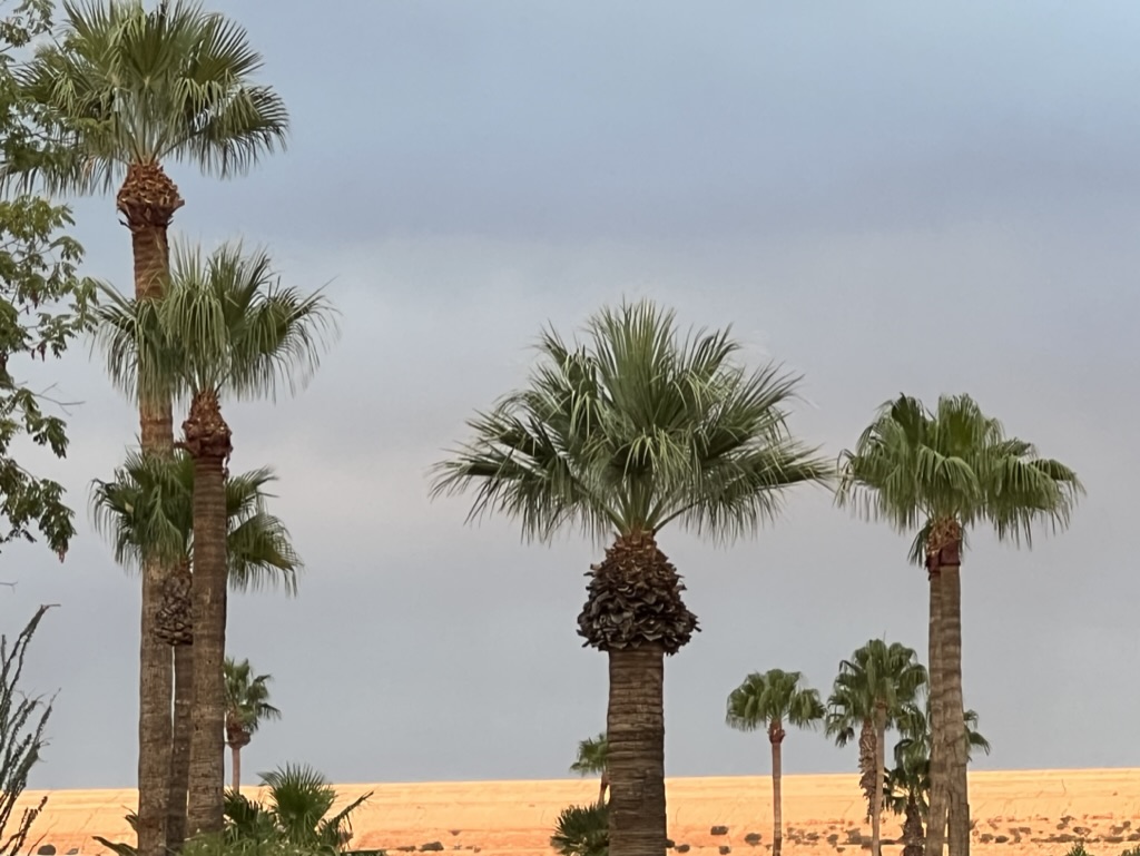 sunrise palm trees