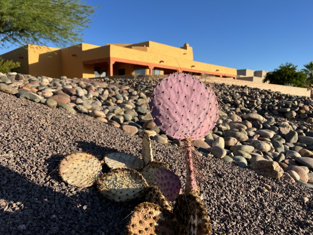 desert home and landscape color