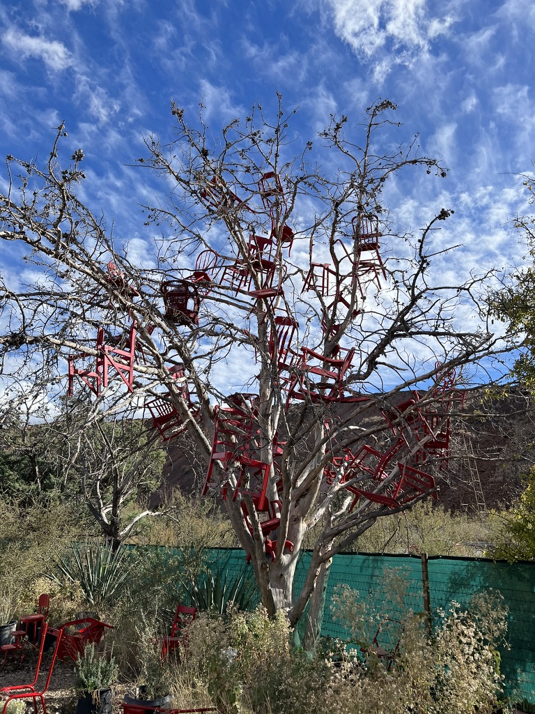chair-y tree, Bisbee, Arizona