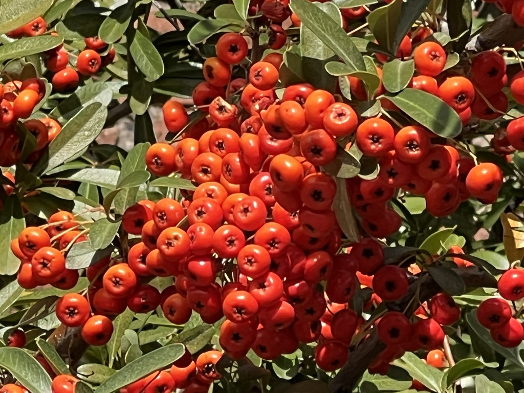 pyracantha berries, Bisbee, Arizona