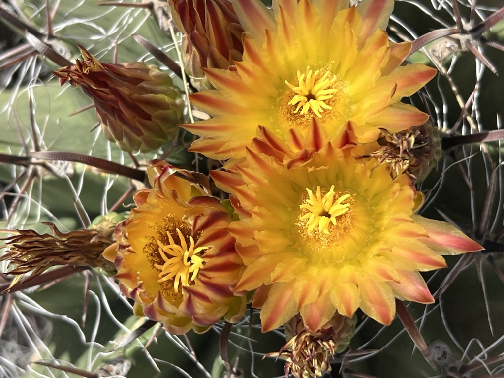 blossoms, Tucson Botanical Gardens