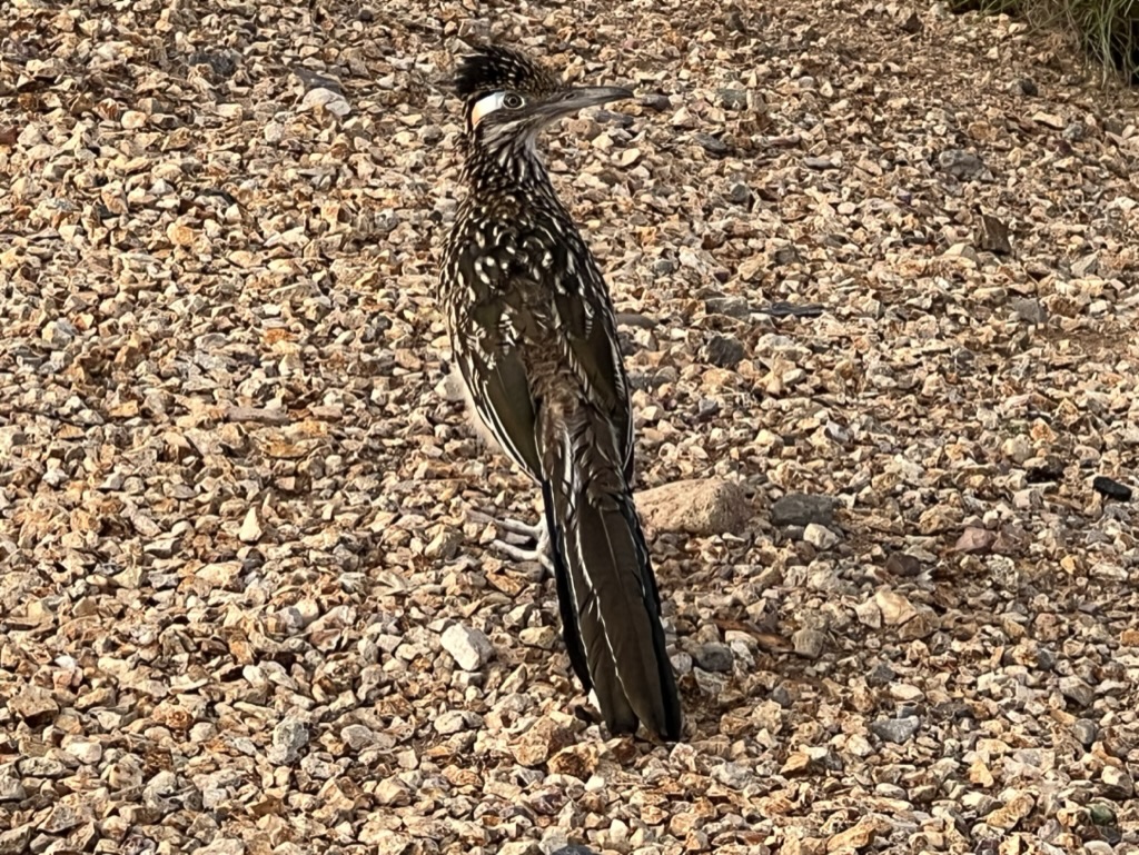 road runner