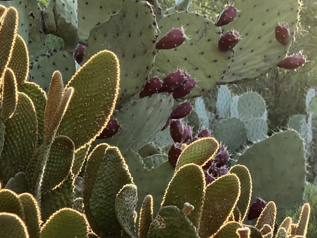morning light on prickly pear and cactus