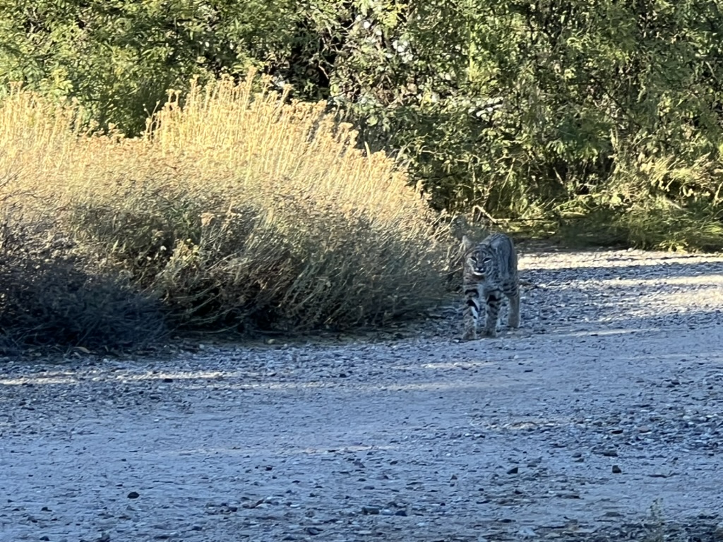bobcat, Green Valley, Arizona