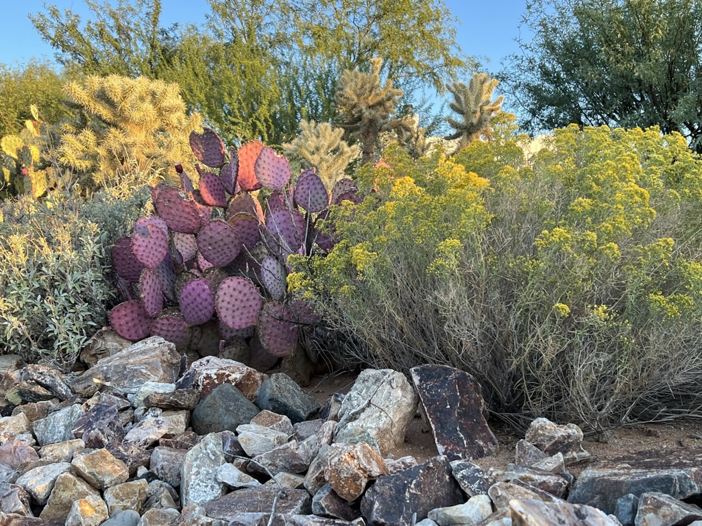 desert color, Green Valley, AZ