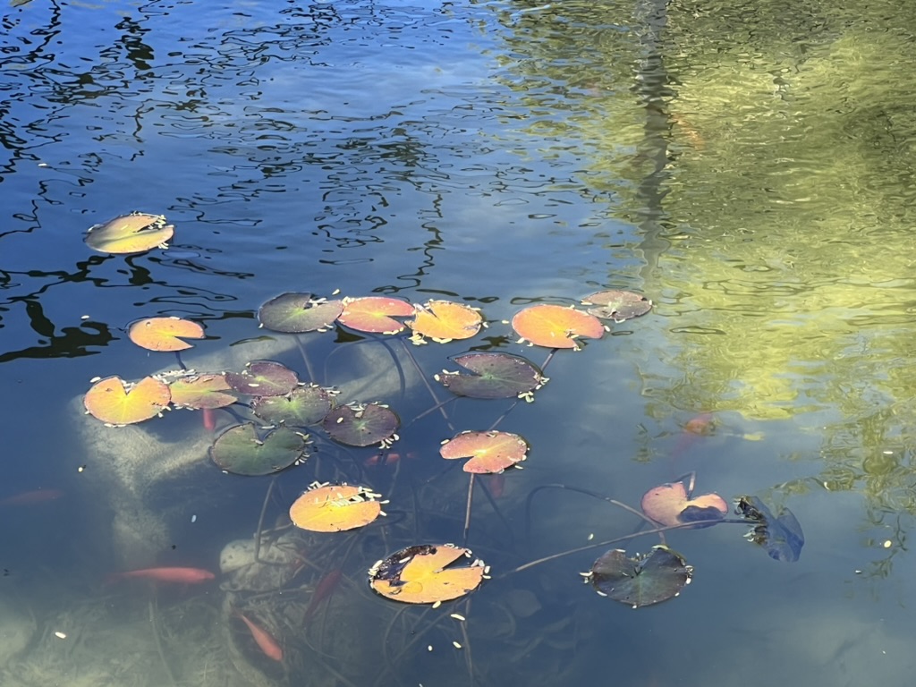 pond, Tubac, AZ