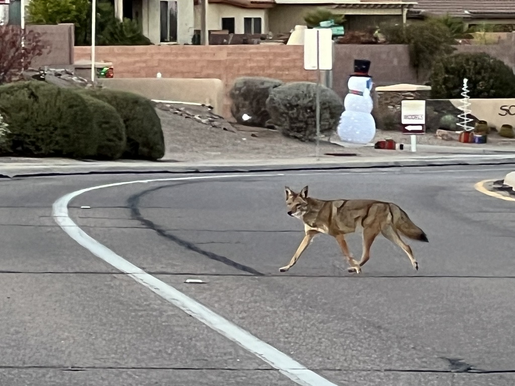 coyote in holiday spirit?