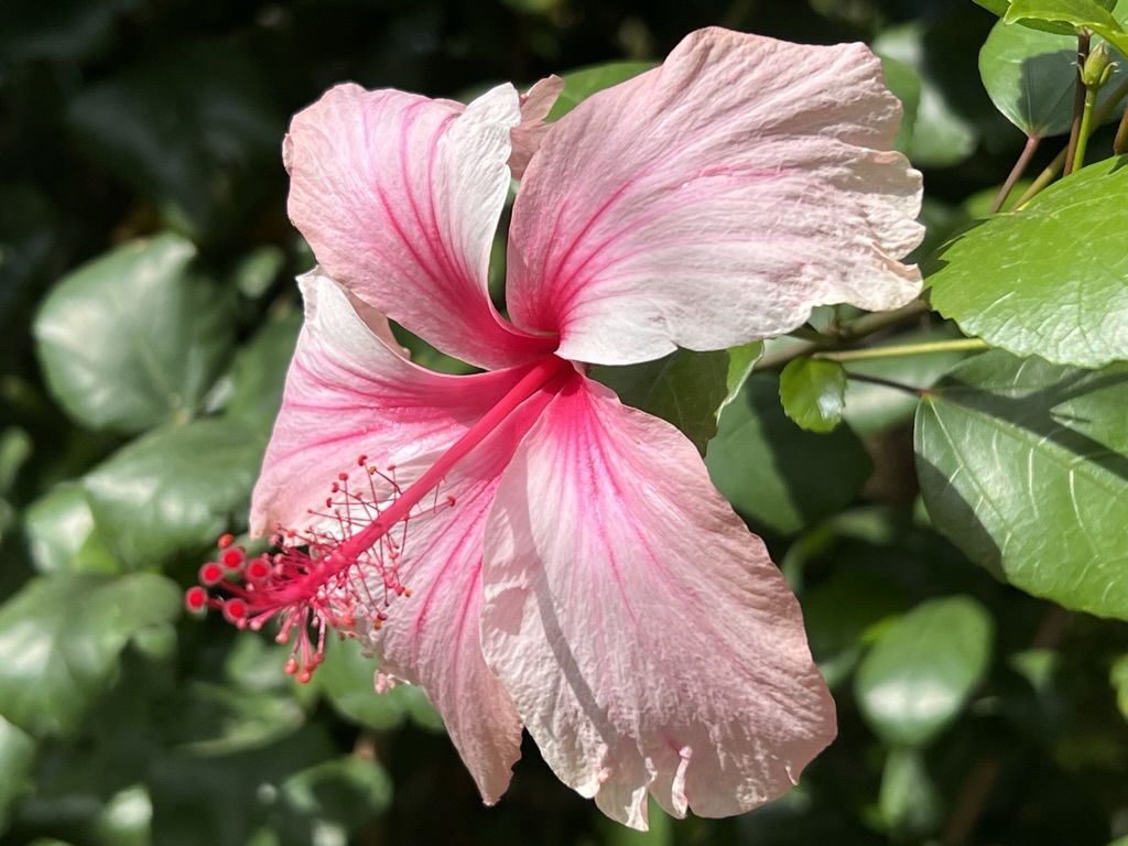 flower, Tucson Botanical Gardens