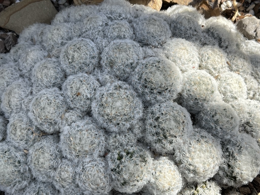 Tucson Botanical Gardens