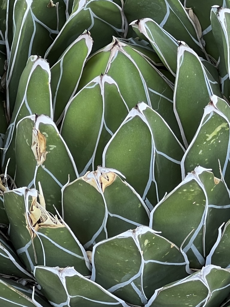 Tucson Botanical Gardens