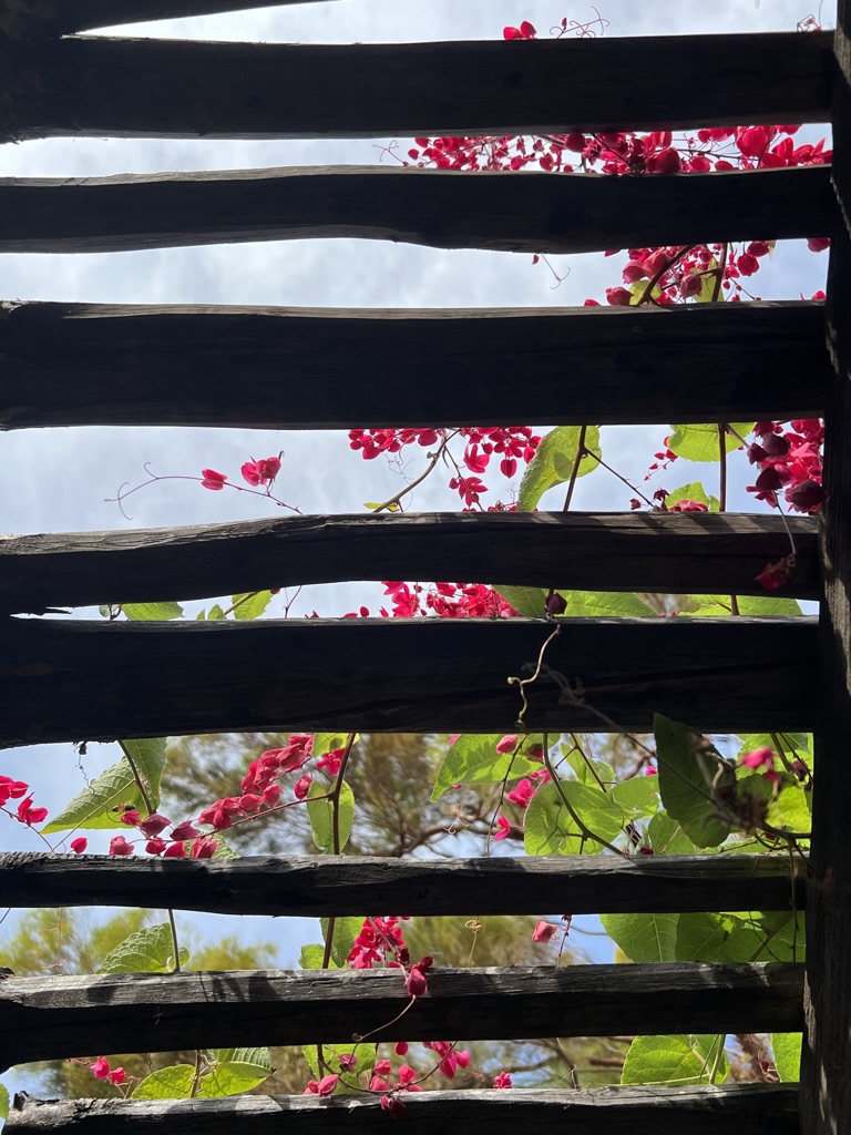 overhead trellis with blossoms, Tucson Botanical Gardens