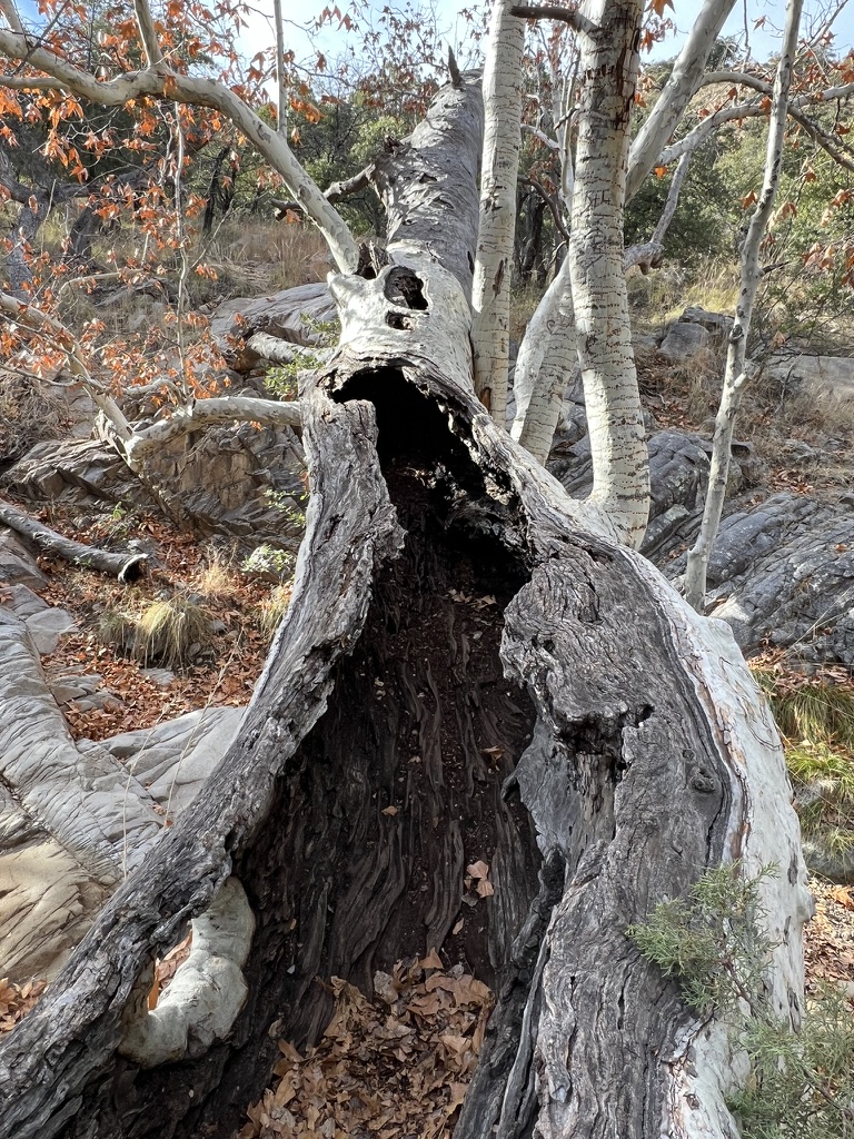 hollow trunk, Madera Canyon