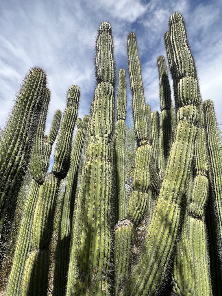 cacti, Tucson Botanical Gardens